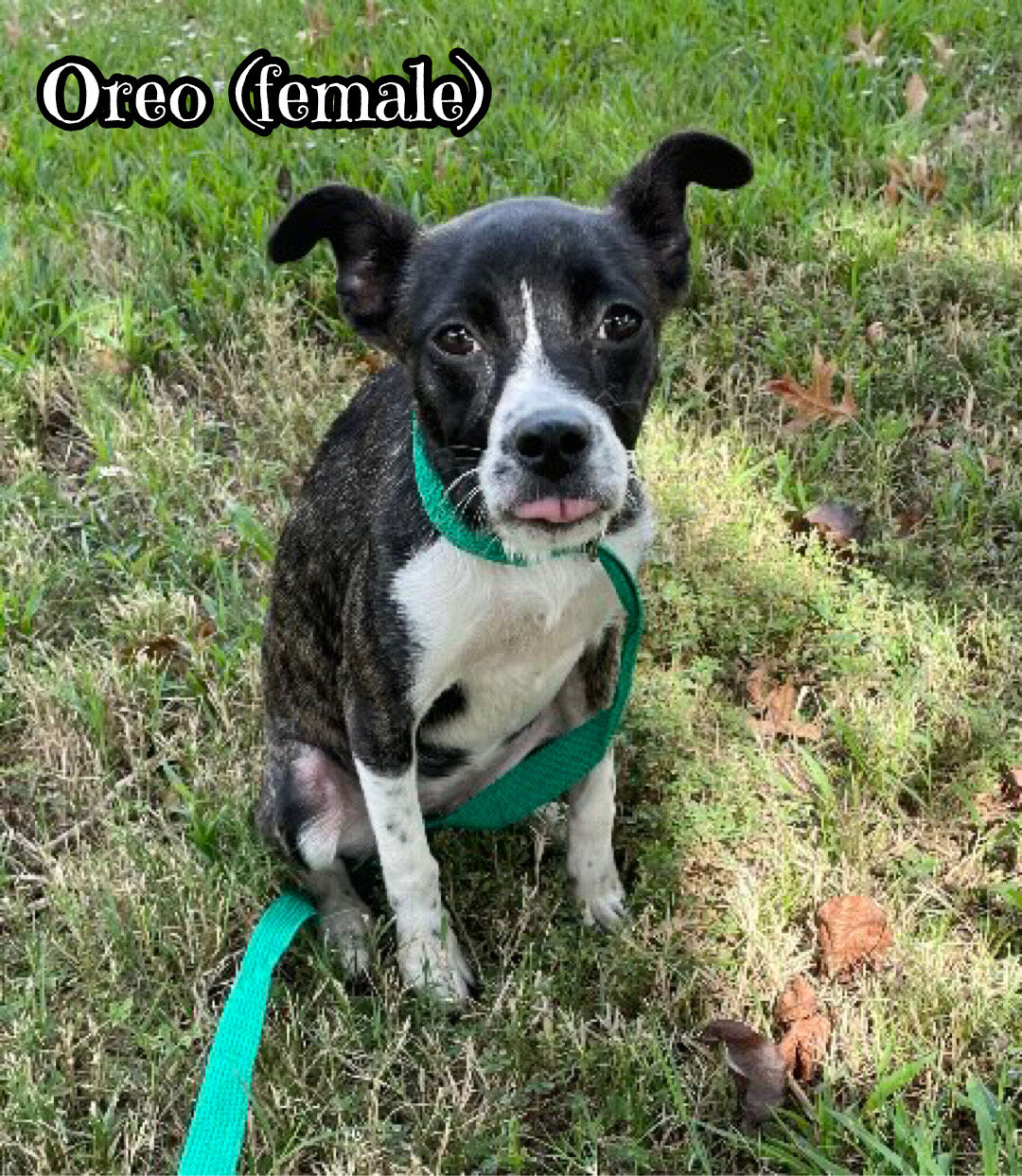 Oreo